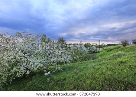 spring landscape flowering apple trees on the river bank at sunset