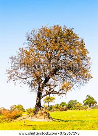 Tree at the Okavango Delta (Okavango Grassland), One of the  Seven Natural Wonders of Africa, Botswana