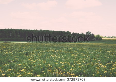 Flower field and blue sky with sun in summer - vintage effect