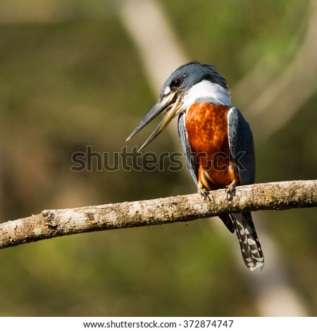 Ringed Kingfisher, Megaceryle torquata. Cano Negro Wildlife Reserve, Arenal Volcano, Costa Rica  Royalty-Free Stock Photo #372874747