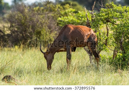 Antelope on the grass in the Moremi Game Reserve (Okavango River Delta), National Park, Botswana
