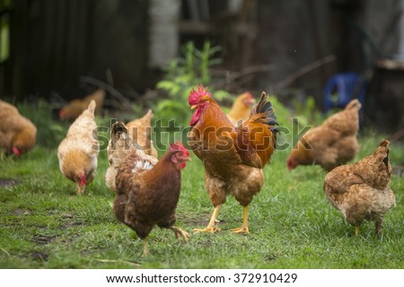 Rooster and chickens grazing on the grass Royalty-Free Stock Photo #372910429