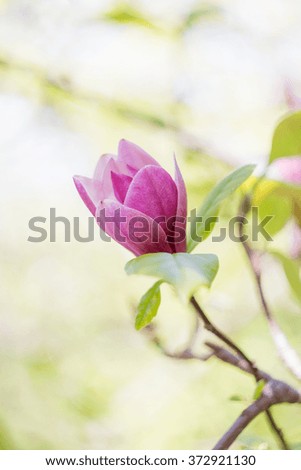 Closeup of pastel pink magnolia flower on nature blurred background with. Shallow focus