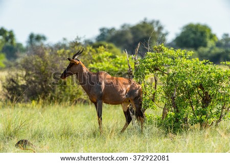 Antelope on the grass in the Moremi Game Reserve (Okavango River Delta), National Park, Botswana