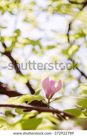 Closeup of soft pink magnolia flowers outdoors in sunny spring day on nature blurred background. Shallow focus