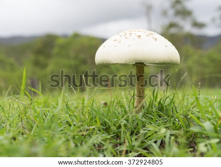 Summer in Australia landscape with overcast Queensland weather, new mushroom growing through green grass