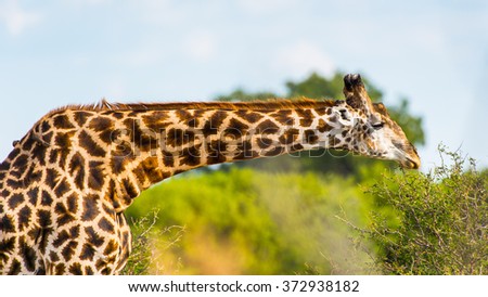 Giraffe portrait in the Moremi Game Reserve (Okavango River Delta), National Park, Botswana