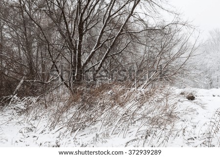 trees during a snow storm