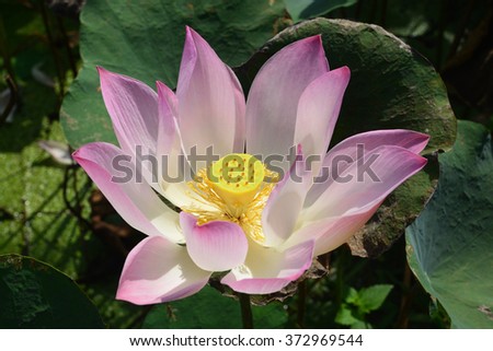  Nelumbo Lotus