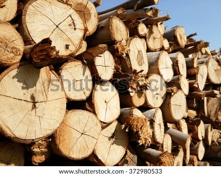 the wood logs for making firewood