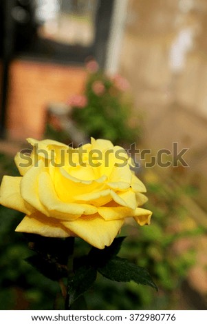 Rose in the garden