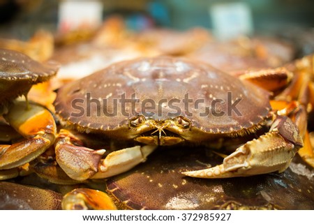 Crab frowning at the camera