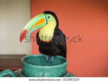 Portrait of a Toucan. This picture was taken in Cartagena, Colombia.