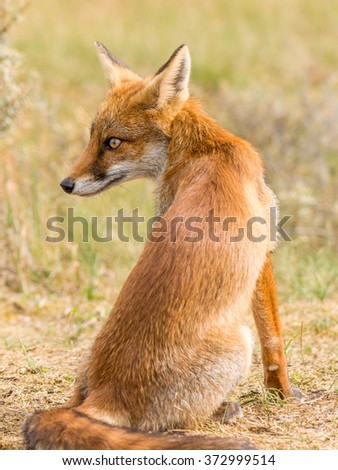 wild red fox 
