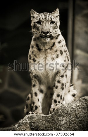 snow leopard at the zoo posing for his picture