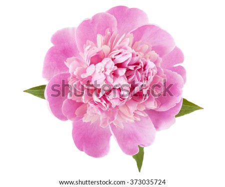 Beautiful pink peony isolated on white background