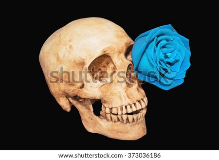Purple rose in eye skull with isolate, clipping path