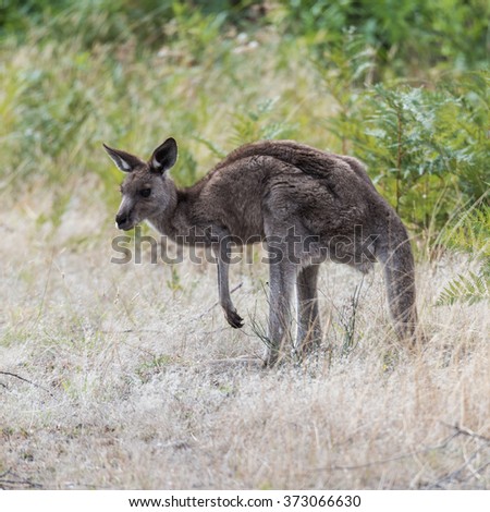 Red kangaroo standing in a natural habitat, Macropus rufus, Victoria, Australia