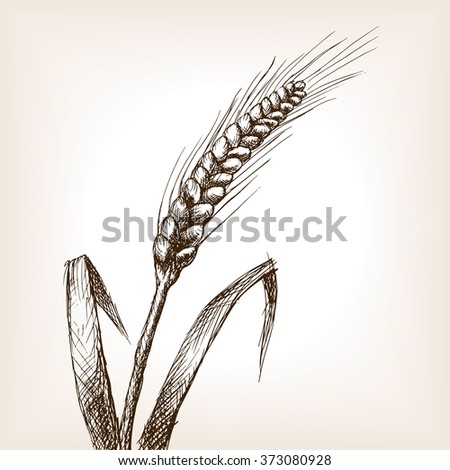 Wheat ear sketch style vector illustration. Old engraving imitation. Wheat hand drawn sketch imitation