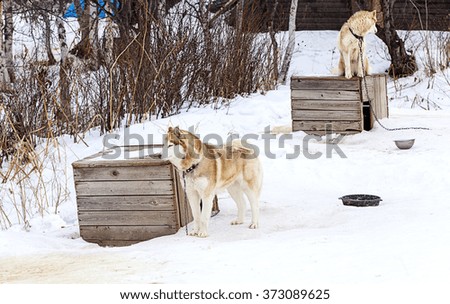 red Malamute  in nursery for dogs in winter