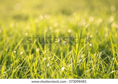 Green grass background bokeh blur.