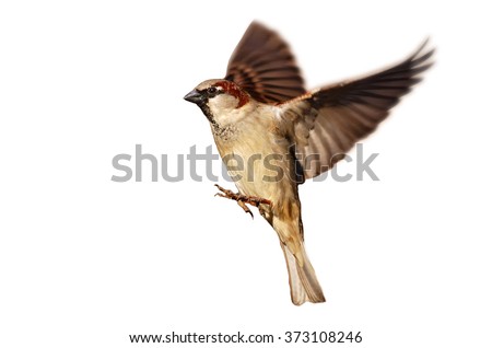 Flying House sparrow on white background (Passer domesticus) Royalty-Free Stock Photo #373108246