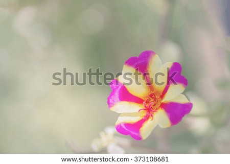 Purple and yellow flower on nature background.Portulaca oleracea.(Vintage effect style pictures)