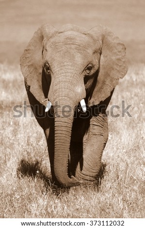 A big elephant bull walks through an open grassland in this image.