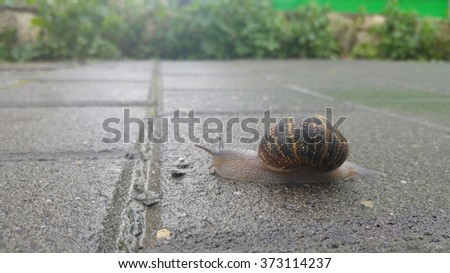 Crawling snail stock photo - after the rain.