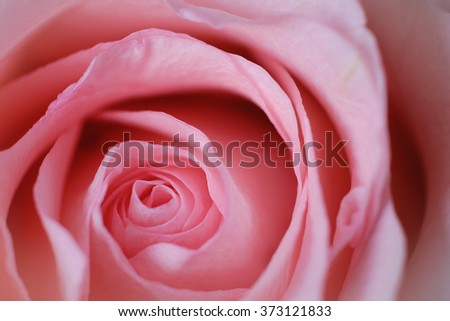 A a close-up of a beautiful pink rose (soft focus), vintage color