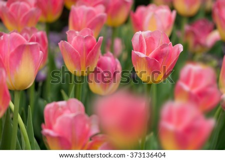 Tulip. Beautiful bouquet of tulips. colorful tulips. tulips in spring,colourful tulip, flare light, Split tone, soft focus