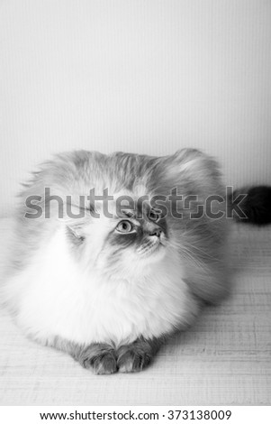 Domestic cat lying on a wooden table vertical