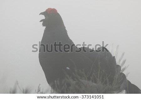 Black grouse (Tetrao tetrix) in the fog, birkhuhn, blackgame (Lyrurus tetrix). Misty bog. Early in the morning. 