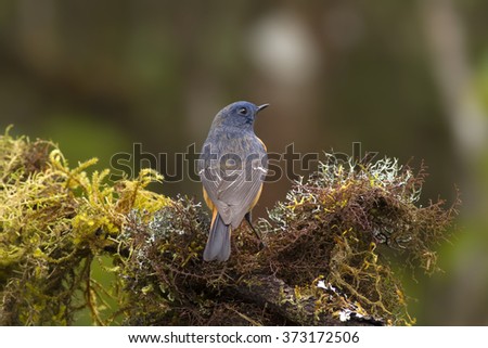 Bird,Blue-fronted Redstart (Phoenicurus frontalis)