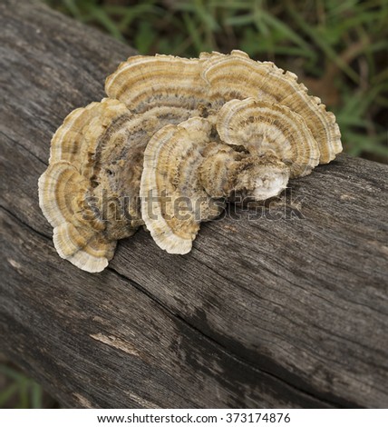 Australian Polypore Mushroom Trametes versicolor or bracket fungus called Rainbow Fungus, Rainbow Bracket, or Turkey Tails Royalty-Free Stock Photo #373174876