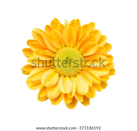 yellow chrysanthemum flowers isolated on a white background