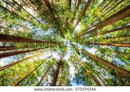 Bottom view of tall old trees in evergreen primeval forest of Jiuzhaigou nature reserve (Jiuzhai Valley National Park), Sichuan province, China. Blue sky in background. Royalty-Free Stock Photo #373194346