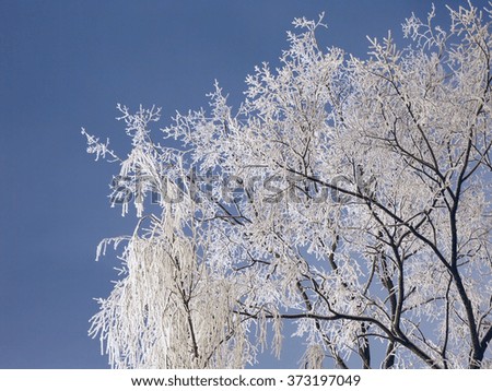 Branches Of Tree In Hoarfrost