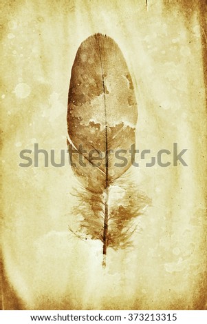 watermark in the form of a feather on the grunge paper