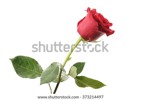 one dark red rose isolated on white