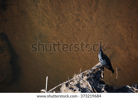 A bird perching on a stick over Crocodile River, South Africa