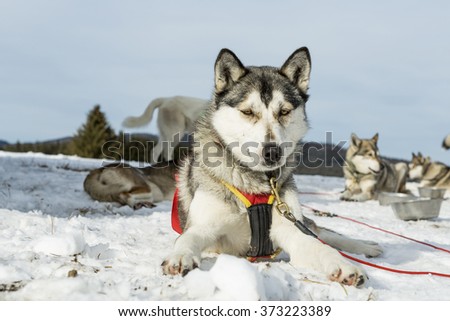 Group of Siberian husky in winter lying on the snowy ground