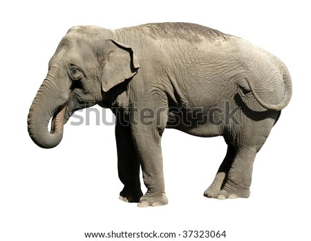 Elephant Asian on white