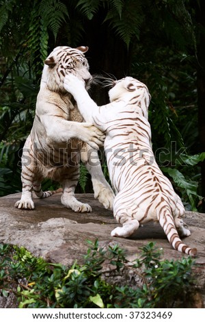 Two White Tigers In A Fight