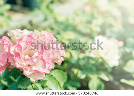 a bunch of roses in the garden