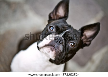 Boston Terrier Outdoors on a warm sunny summer day