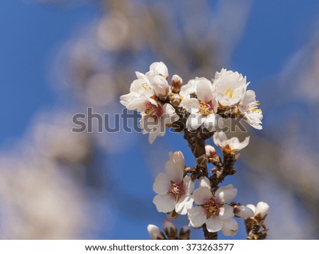 almond flowers, blue sky