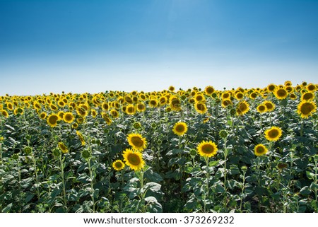 Sunflower on the field. Bright yellow Sunflowers on the field. Picture taken on a nice sunny day.

