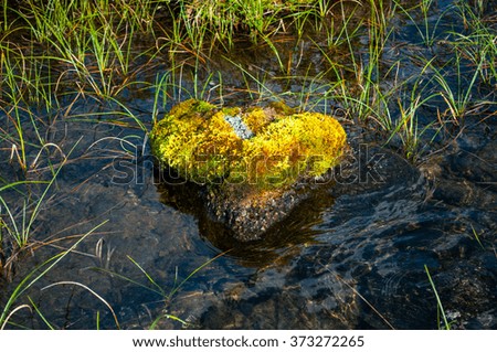 Mossy rock and grass