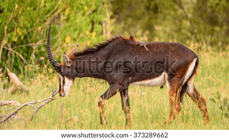 Antelope walks on the grass in the Moremi Game Reserve (Okavango River Delta), National Park, Botswana